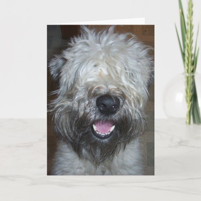 Mjuk bestruken Wheaten Terrier Kort (Framsida)