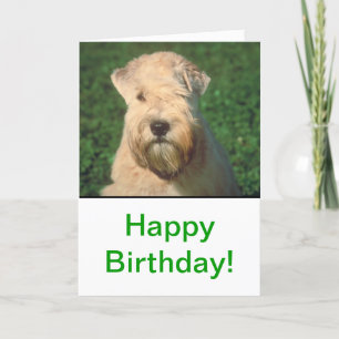 Mjuk bestruken Wheaten Terrier Kort