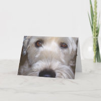 Mjuk bestruken Wheaten Terrier