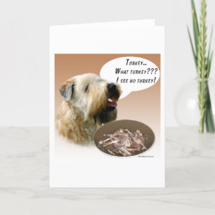 Mjuk bestruken Wheaten Terrier Turkiet Kort
