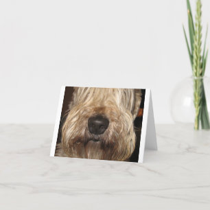 mjuk bestruken wheaton terrier.png kort