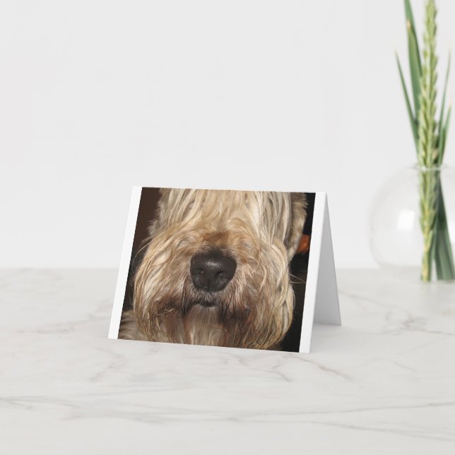 mjuk bestruken wheaton terrier.png kort (Framsida)
