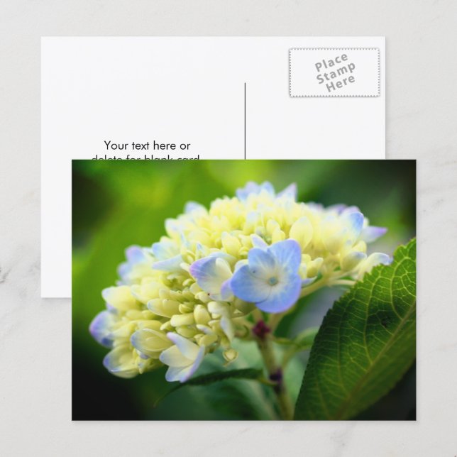 Mjuk blå hortensia blomfotografering  vykort (Fram/baksida)
