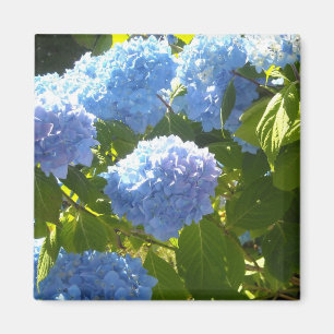 Mjuk Blå Hortensia Magnet