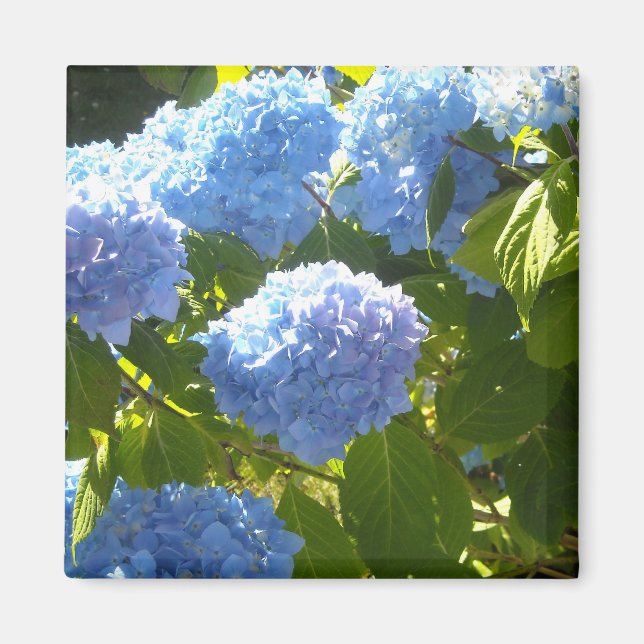 Mjuk Blå Hortensia Magnet (Framsidan)