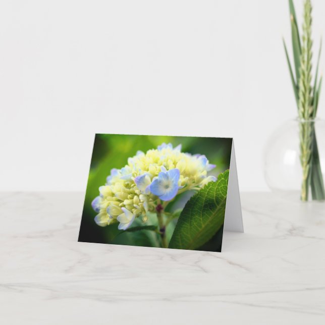 Mjuk Blå Hydrangea Blomfotografering Not Kort (Framsida)