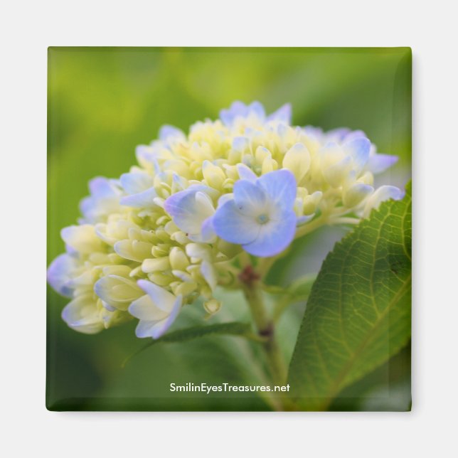 Mjuk blå Hydrangea Blomsterfotografi Magnet (Framsidan)