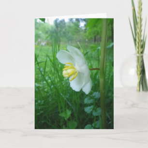 Mjuk Blommar Card Kort