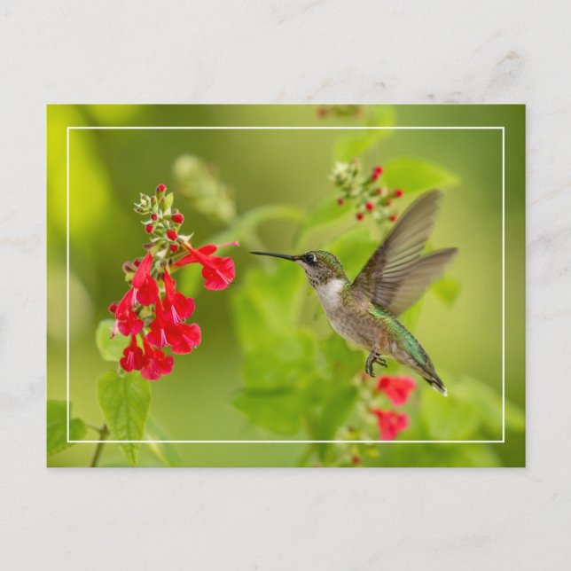 Mjuk Grön Sommar Vykort (Framsida)