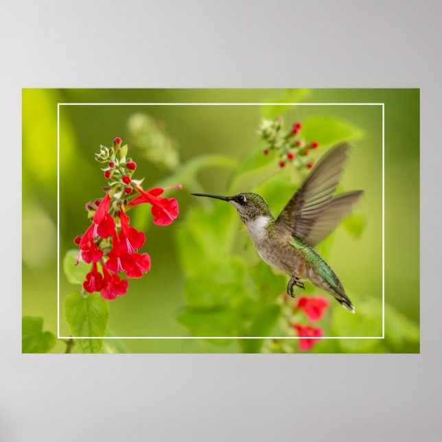 Mjuk Grönt, sommar Poster (Framsidan)