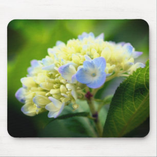 Mjuk Hydrangea Flower Musmatta