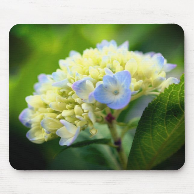Mjuk Hydrangea Flower Musmatta (Framsidan)