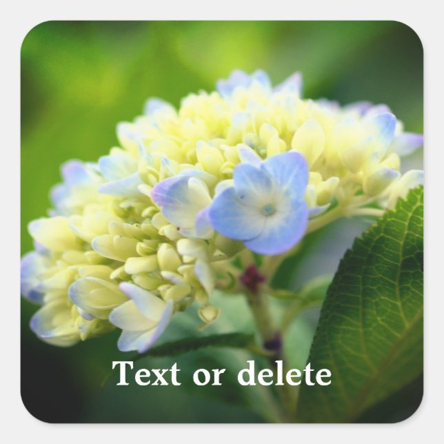 Mjuk Hydrangea Flower-Personlig Fyrkantigt Klistermärke (Framsida)