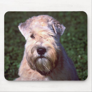 Mjuk-jackad Wheaten Terrier Musmatta