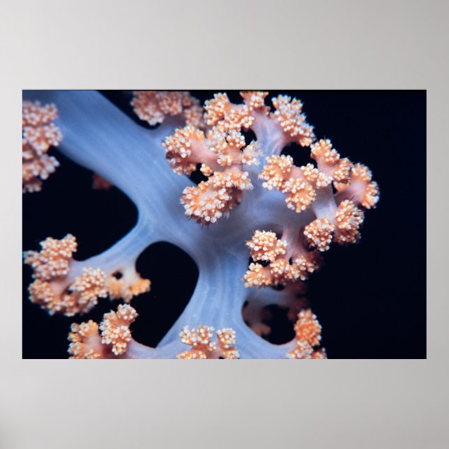 Mjuk korall av orange-färgad poster (Framsidan)