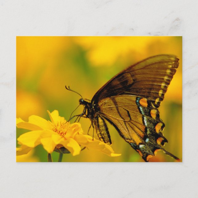 Mjuk landning vykort (Framsida)