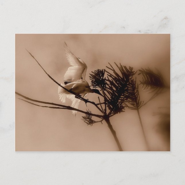 mjuk landning vykort (Framsida)