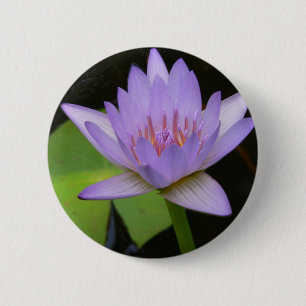 Mjuk Lavender Vatten Lily 300 Knapp