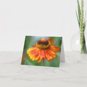 Mjuk Orange Gul Zinnia Blomma Fotografi Anteckningskort
