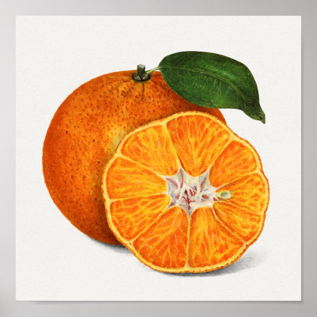 Mjuk Orange Tangerine-färgsfärg Poster (Framsidan)