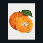 Mjuk Orange Tangerine-färgsfärg Vykort<br><div class="desc">Fantastisk illustration av orange.</div>