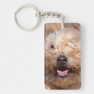 Mjuk päls Wheaten Terrier porträtt