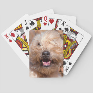 Mjuk päls Wheaten Terrier porträtt Casinokort