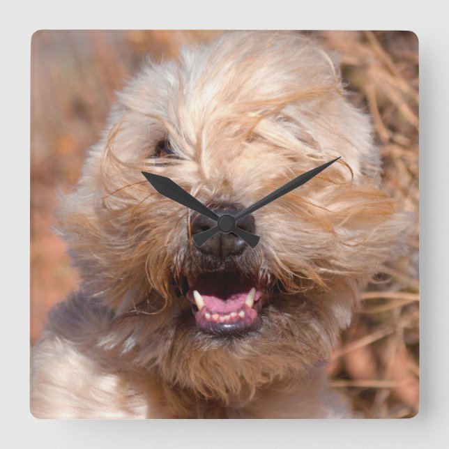 Mjuk päls Wheaten Terrier porträtt Fyrkantig Klocka (Framsida)