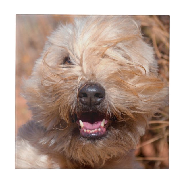 Mjuk päls Wheaten Terrier porträtt Kakelplatta (Framsidan)