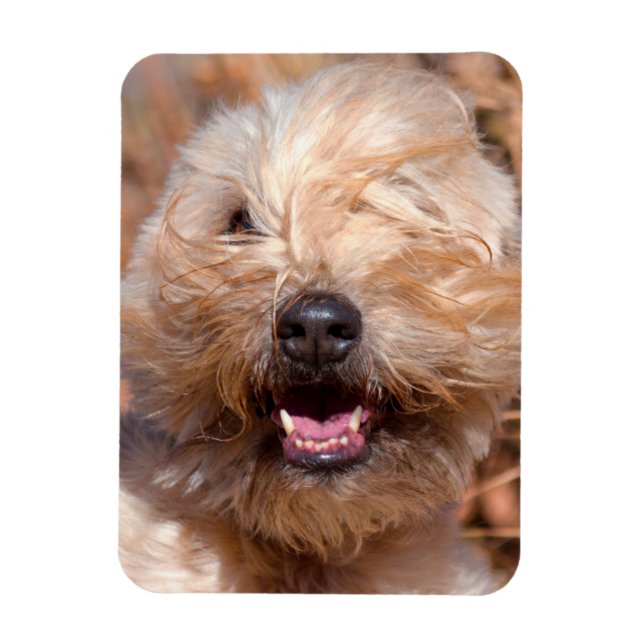 Mjuk päls Wheaten Terrier porträtt Magnet (Vertikal)