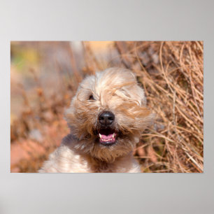 Mjuk päls Wheaten Terrier porträtt Poster