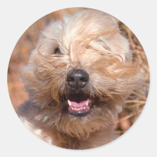 Mjuk päls Wheaten Terrier porträtt Runt Klistermärke