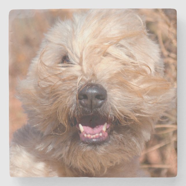 Mjuk päls Wheaten Terrier porträtt Stenunderlägg (Framsidan)