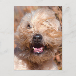 Mjuk päls Wheaten Terrier porträtt Vykort