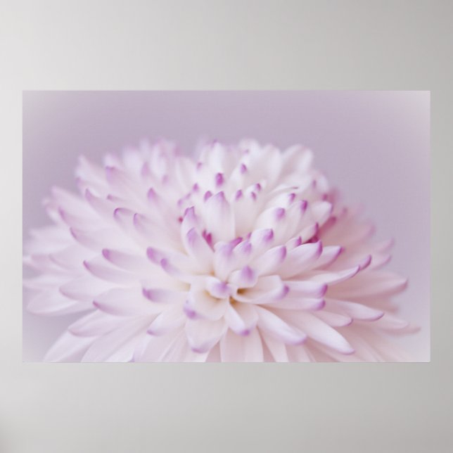 Mjuk pastellBlomsterfotografi Poster (Framsidan)