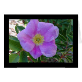 Mjuk Rosa Bloom- Sång på Sång 8:14-gratulationskor Hälsningskort