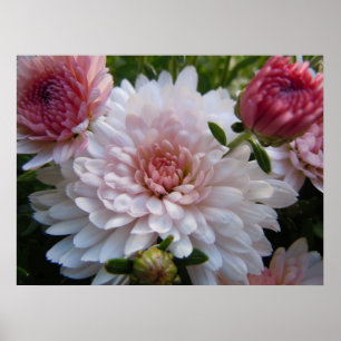 Mjuk rosa Chrysanthemum Poster