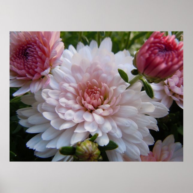 Mjuk Rosa Chrysanthemum Poster (Framsidan)