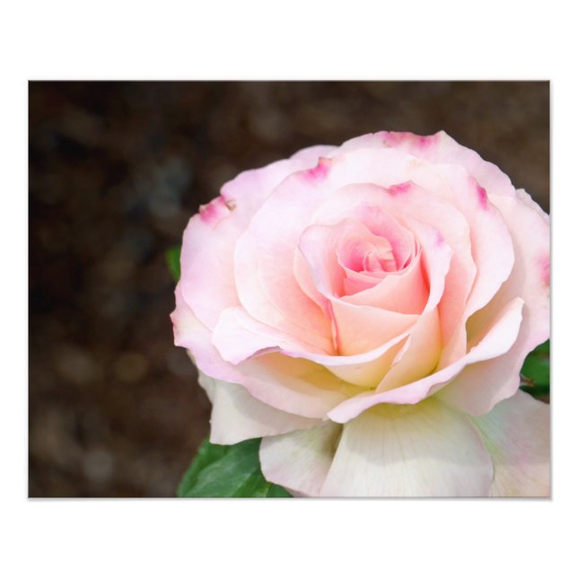 Mjuk Rosa Fototryck (Framsidan)