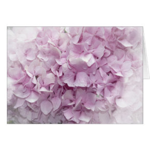 Mjuk Rosa Hydrangea-Blommar OBS Kort