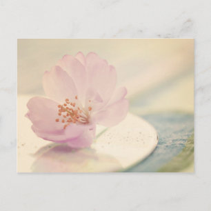 Mjuk rosa körsbärsblomsterblomma vykort