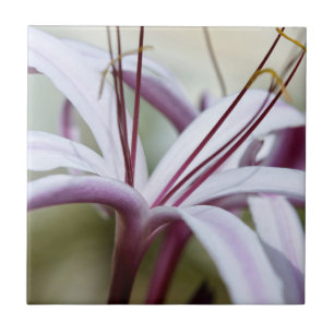 Mjuk Rosa Lilja Blomma Botanisk Foto Konst Kakelplatta