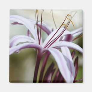 Mjuk Rosa Lilja Blomma Botanisk Foto Konst Magnet