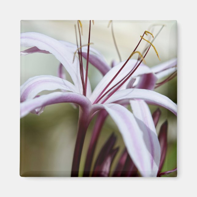 Mjuk Rosa Lilja Blomma Botanisk Foto Konst Magnet (Framsidan)