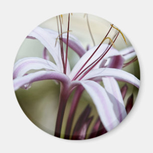 Mjuk Rosa Lilja Blomma Botanisk Foto Konst Magnet