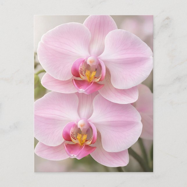 Mjuk Rosa Phalaenopsis Orkidé Vykort (Framsida)
