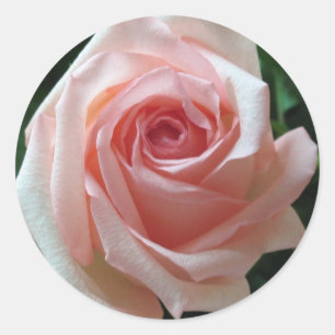 Mjuk Rosa Romantic Ro Sticker Runt Klistermärke