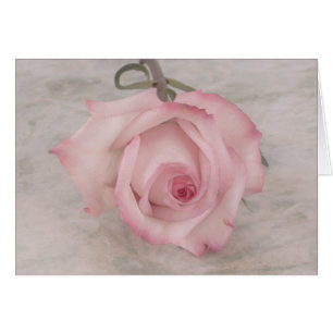 Mjuk Rosa ros Flower Hälsningskort