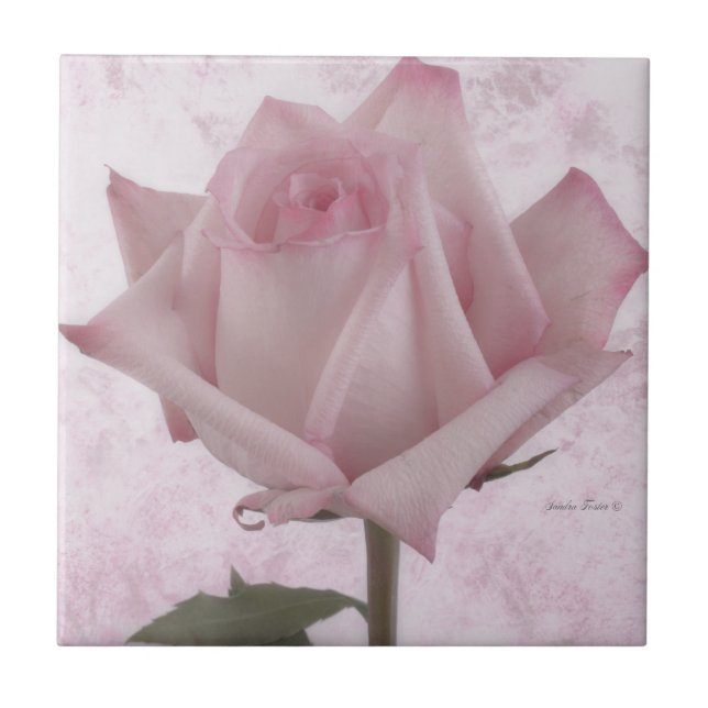 Mjuk Rosa ros Flower Kakelplatta (Framsidan)