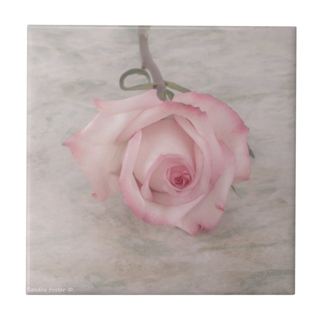 Mjuk Rosa ros Flower Kakelplatta (Framsidan)